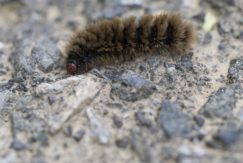 Bruchi di Amata phegea  da confermare